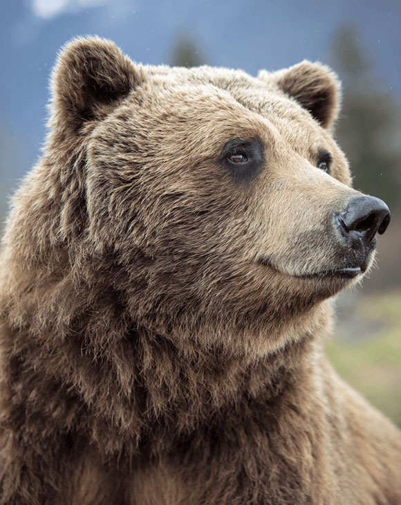 Vancouver02 CEL_Alaska_Bear