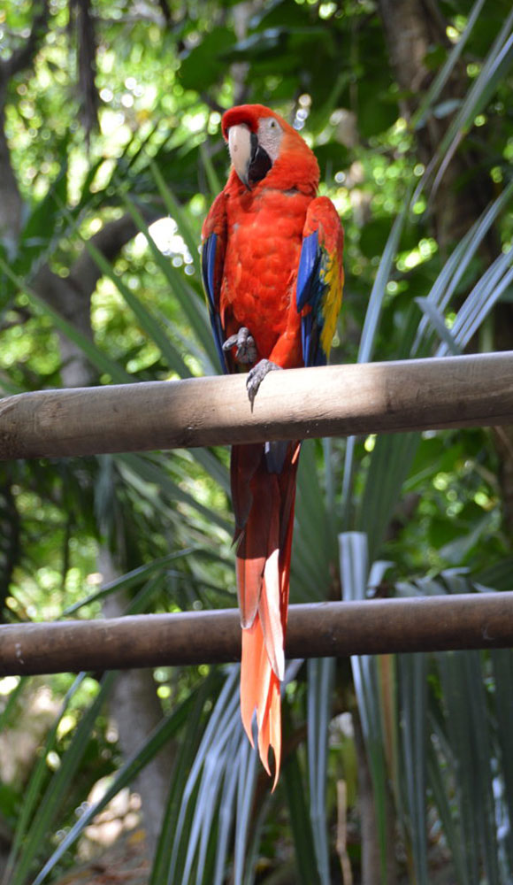 Karibik_01 CostaRica4